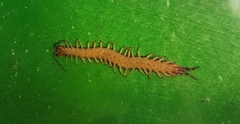 Scolopendra japonica