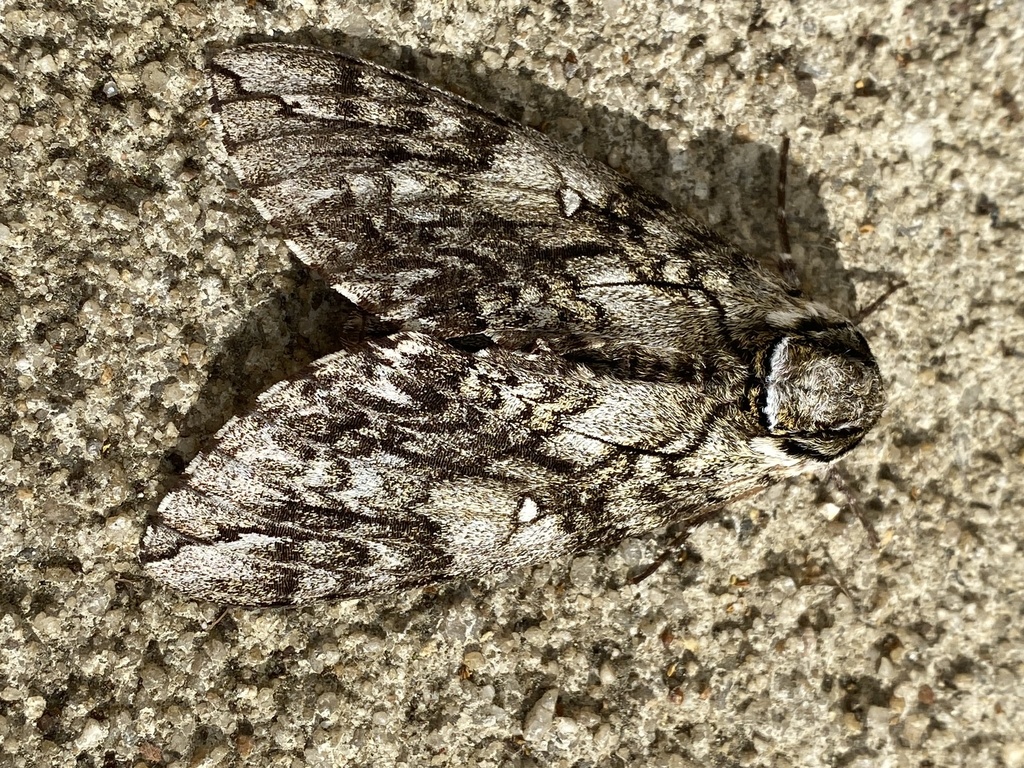 Waved Sphinx