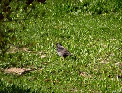 Sturnus unicolor