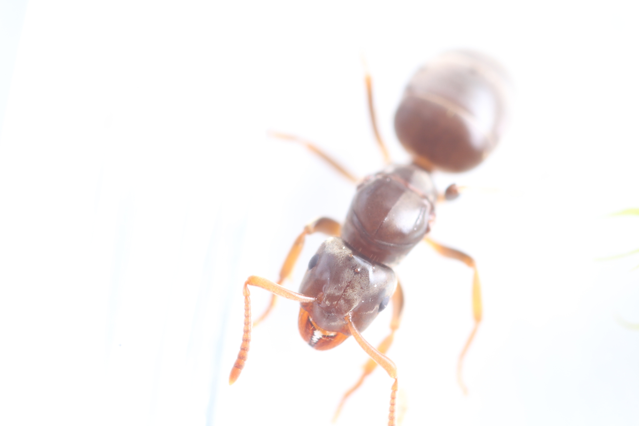 Lasius mixtus