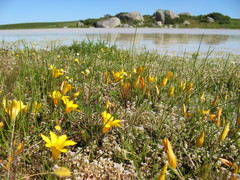 Romulea saldanhensis