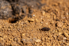 Trapezonotus arenarius