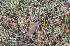 Liolaemus austromendocinus