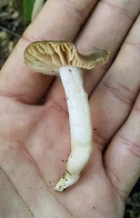 Entoloma