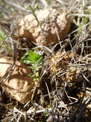Galium verrucosum