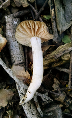 Entoloma