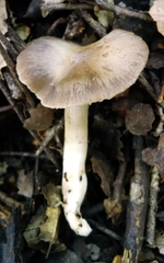 Entoloma