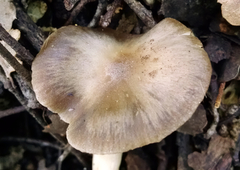 Entoloma