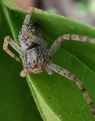 Philodromus