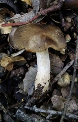 Entoloma