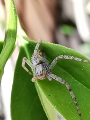 Philodromus