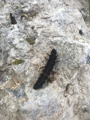 Nyctophila reichii