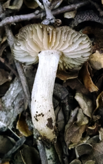 Entoloma