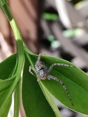 Philodromus
