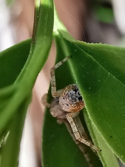 Philodromus