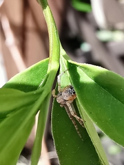 Philodromus