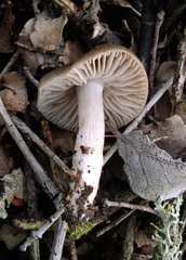 Entoloma