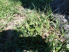 Chromolaena squarrulosa