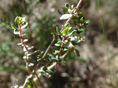 Thymus piperella
