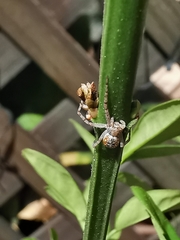 Philodromus