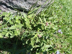 Chromolaena squarrulosa