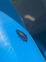 Acmaeodera cylindrica