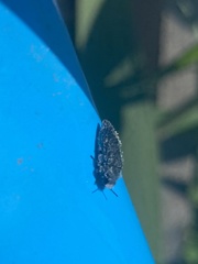 Acmaeodera cylindrica