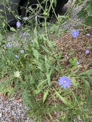 Cichorium intybus