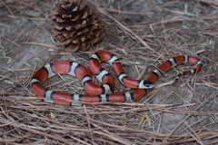 Lampropeltis gentilis