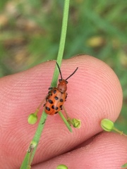 Crioceris duodecimpunctata