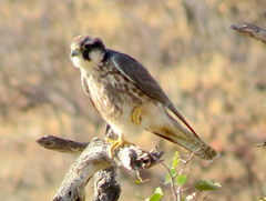 Falco biarmicus biarmicus