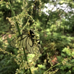 Parnassius glacialis