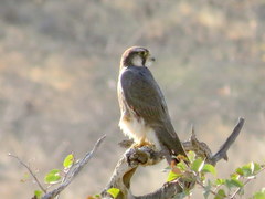 Falco biarmicus biarmicus