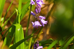 Hyacinthoides non-scripta