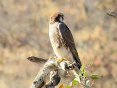 Falco biarmicus biarmicus