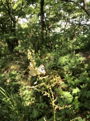 Parnassius glacialis