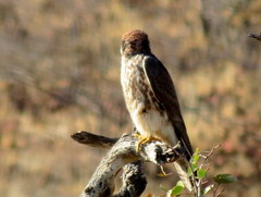 Falco biarmicus biarmicus