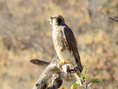 Falco biarmicus biarmicus