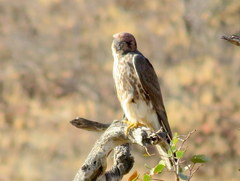 Falco biarmicus biarmicus