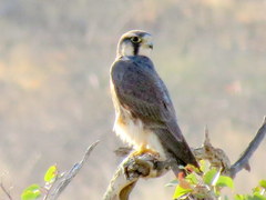 Falco biarmicus biarmicus