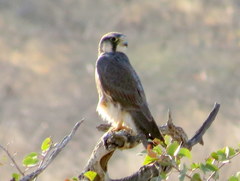 Falco biarmicus biarmicus