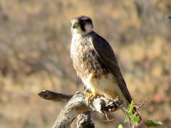 Falco biarmicus biarmicus