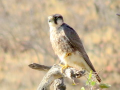 Falco biarmicus biarmicus