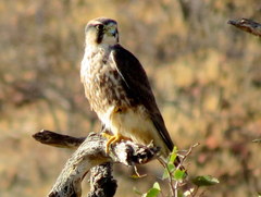 Falco biarmicus biarmicus