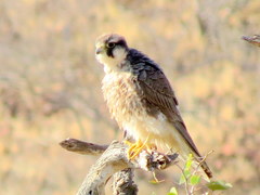 Falco biarmicus biarmicus