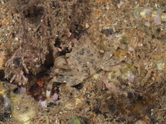 Hemigrapsus longitarsis
