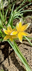 Tulipa urumiensis