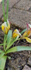 Tulipa urumiensis