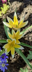 Tulipa urumiensis
