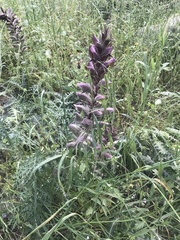 Acanthus syriacus